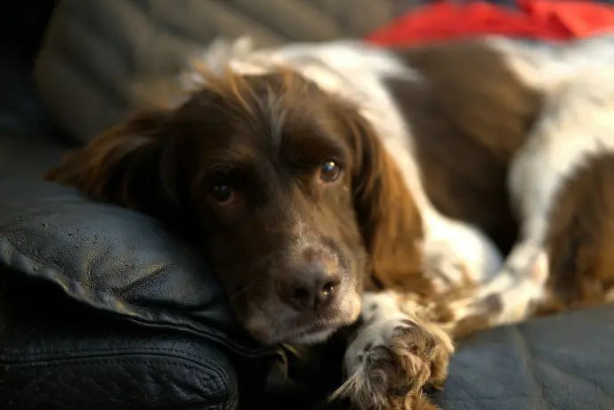 A brown and white dog laying on top of a couch